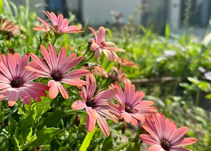 Διαμέρισμα Anemmos *